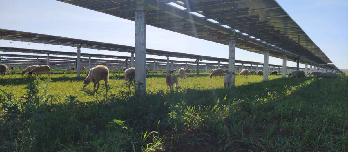 Planta fotovoltaica de Endesa en Sevilla