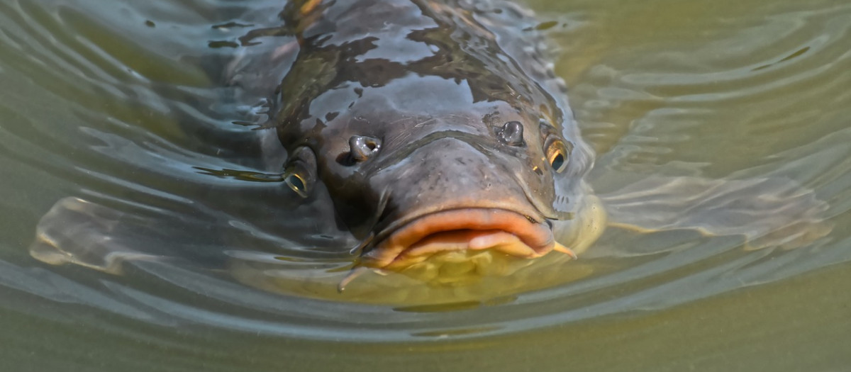 Carpa