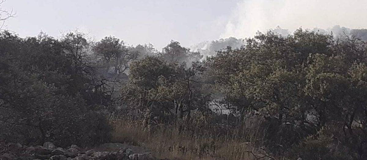 Una de las zonas incendiadas en el municipio granadino de Iznalloz