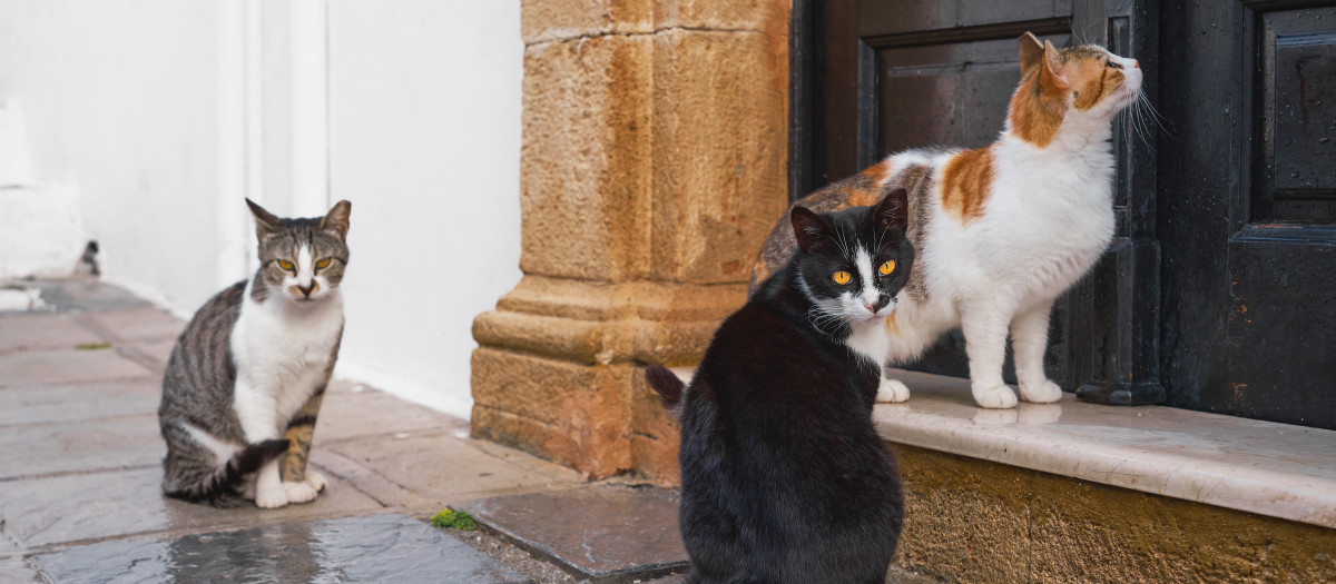 Gatos callejeros