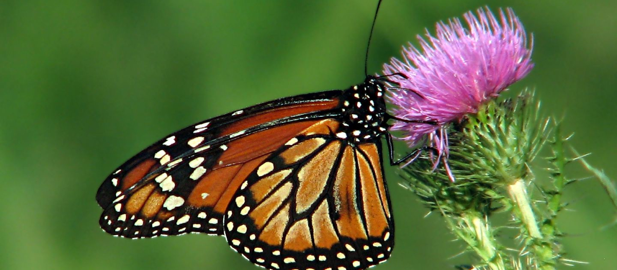 Mariposa posada en una flor