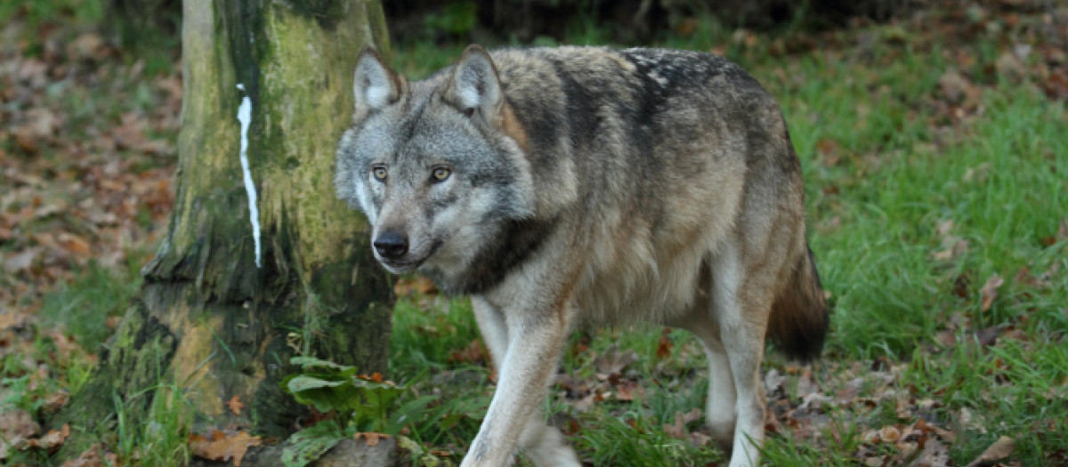 Un lobo en el bosque