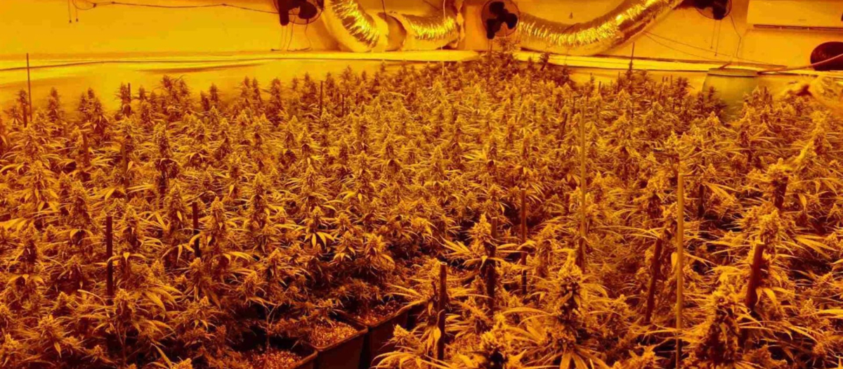 Plantación de marihuana indoor con enganches eléctricos ilegales, en imagen de archivo
POLITICA ANDALUCÍA ESPAÑA EUROPA GRANADA AUTONOMÍAS
ENDESA