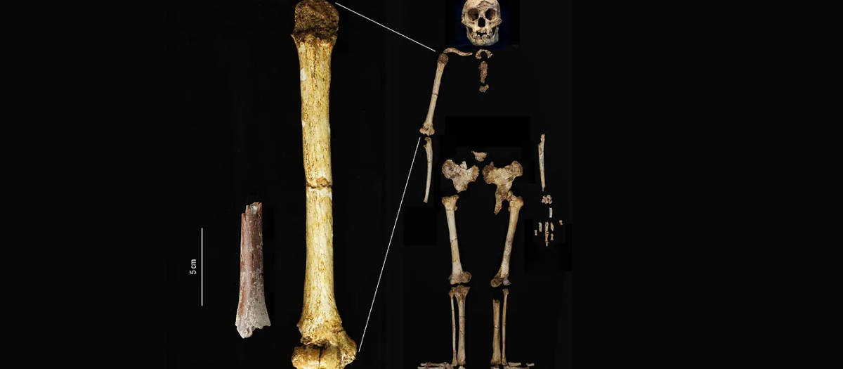 El fragmento de húmero de Mata Menge (izquierda) mostrado a la misma escala que el húmero de Homo floresiensis de Liang Bua