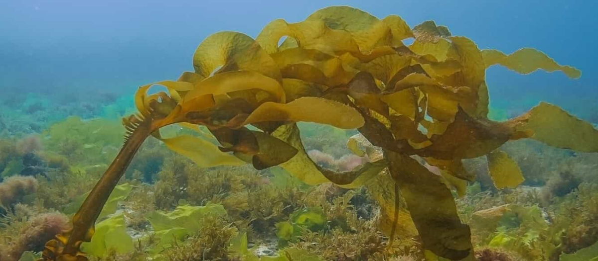 Un tipo de alga ligeramente parecida a Ecklonia cava