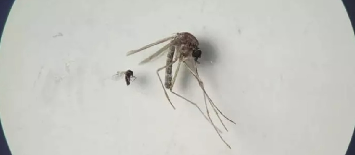 Insecto jején 'Culicoides paraensis' (el más pequeño en la foto) y 'Culex quinquefasciatus' (el más grande en la foto)
