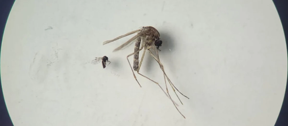 Culicoides paraensis (el más pequeño en la foto y principal transmisor) y Culex quinquefasciatus (el más grande en la foto y que también puede estar implicado)