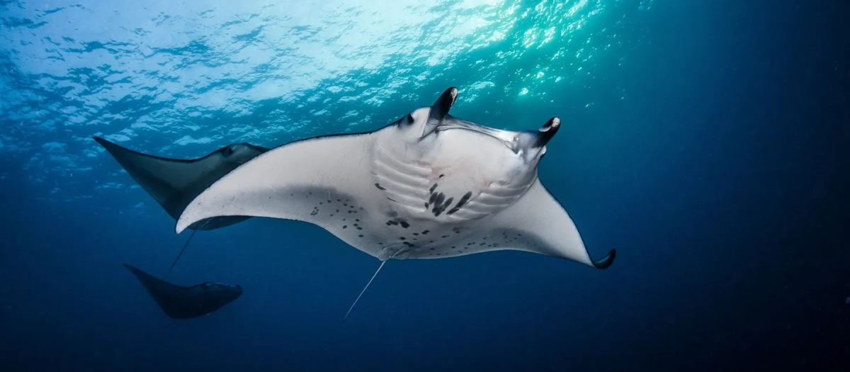 MANTARAYYA