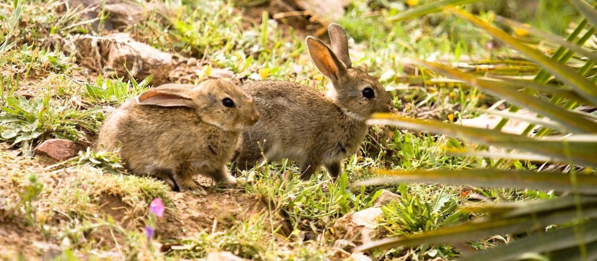 Se abre la temporada de caza con el conejo