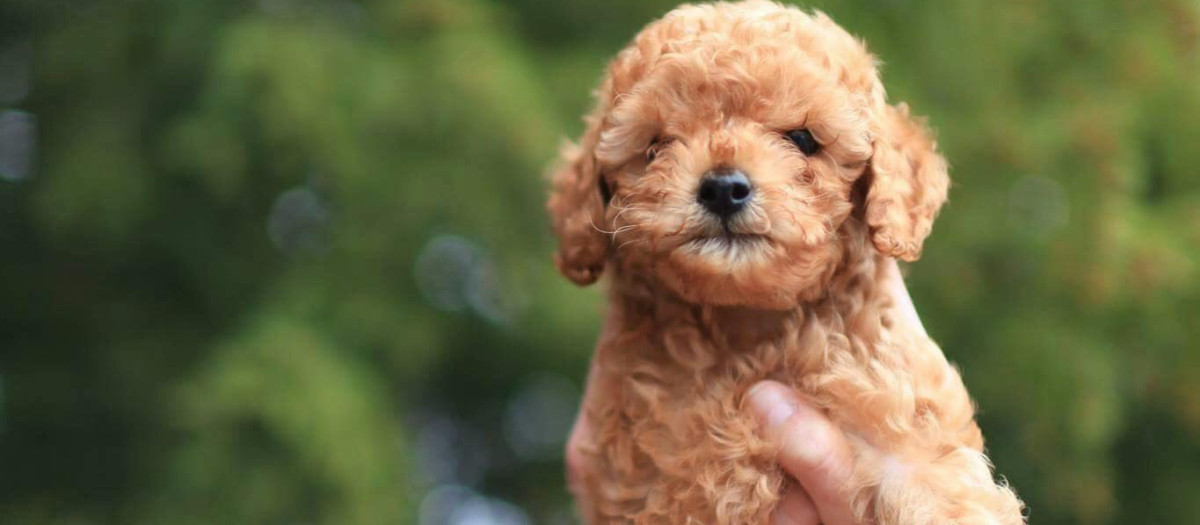Una cría de caniche