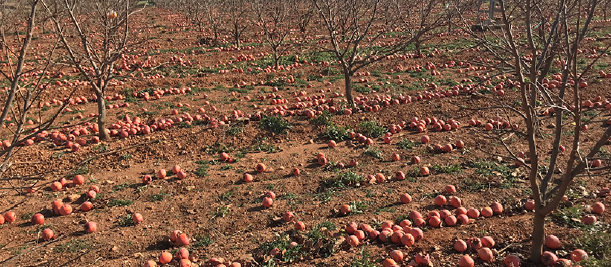 Una plantación de caquis en la Comunidad Valenciana