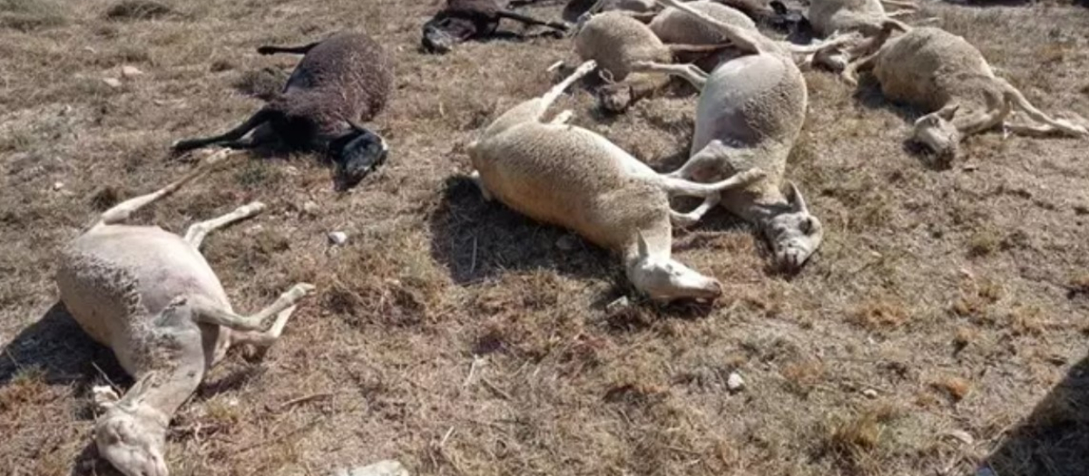 Parte del rebaño de ovejas que ha muerto en Benifayó