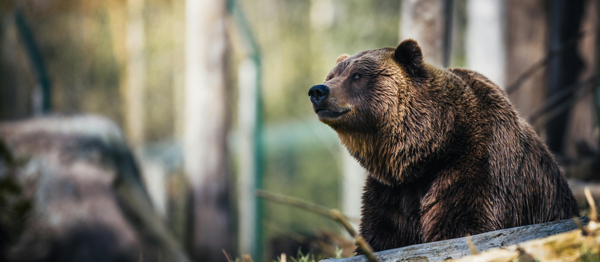 Un oso, en una imagen de archivo