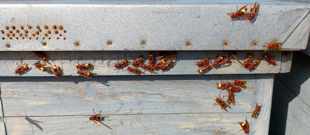 El principal objetivo de esta especie son las abejas, a las que atacan y eliminan para alimentarse