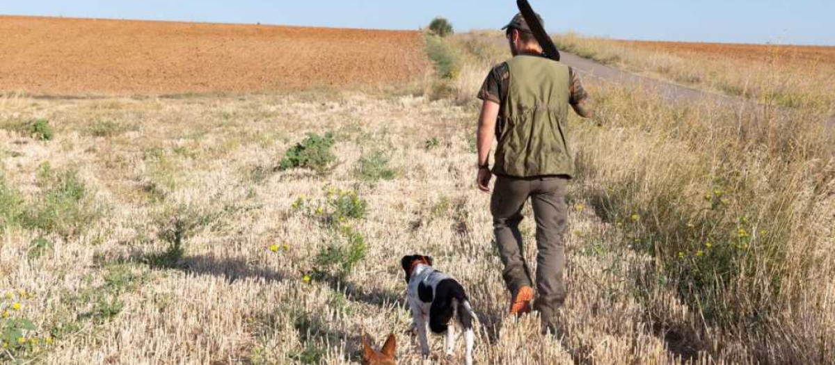 Un cazador busca piezas junto a sus perros