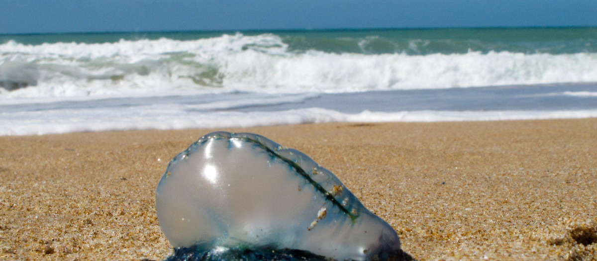 Aunque parece una medusa, en realidad