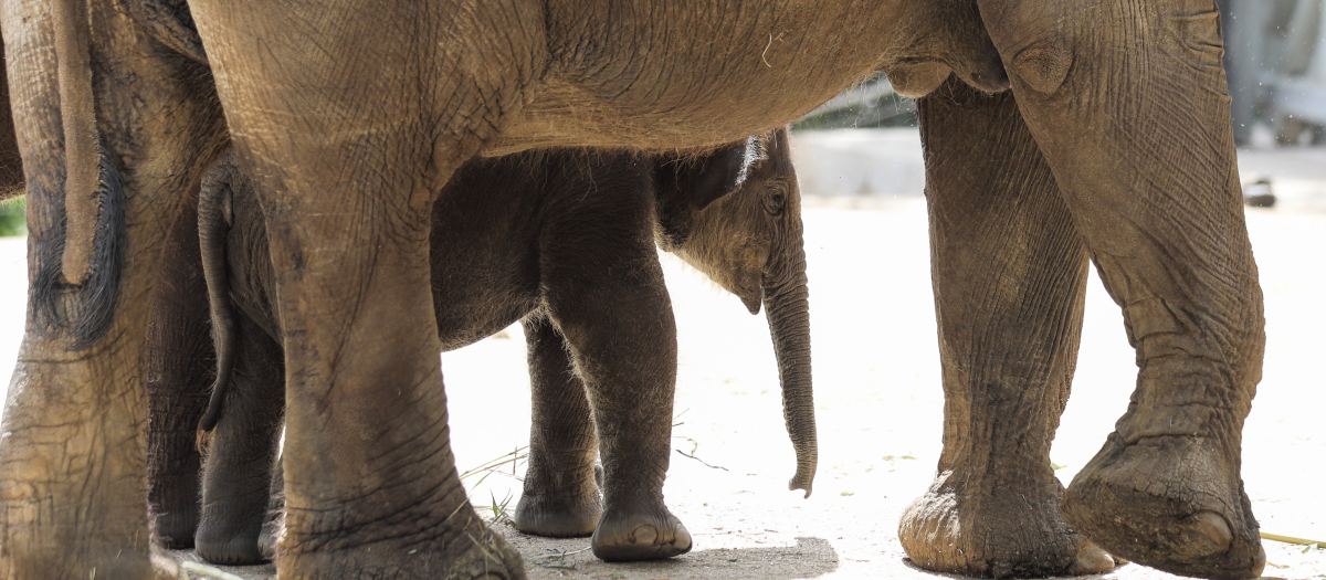 Un elefante y su cría en las instalaciones del Zoo de Madrid,