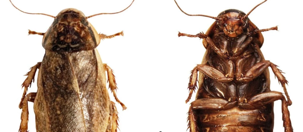 Cucaracha langosta