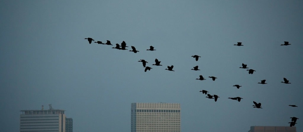 Un bandada de aves volando por una ciudad