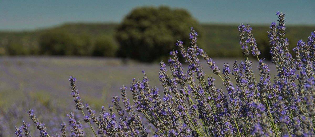 Imagen de Brihuega, Lavanda y Guadalajara