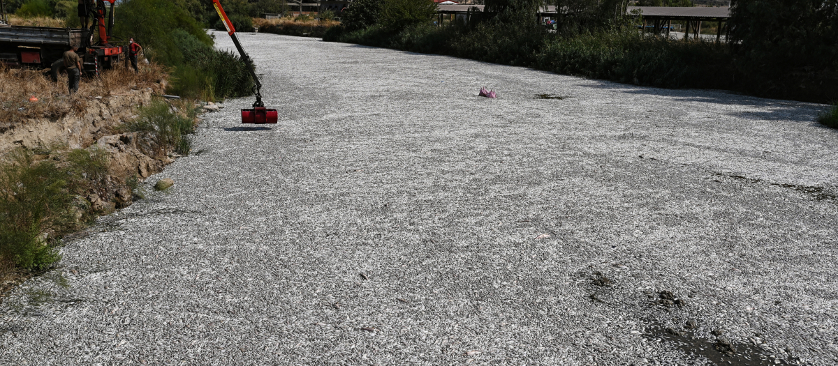 Un trabajador opera una grúa móvil para retirar peces muertos que flotan en el río Xiria, cerca de Volos