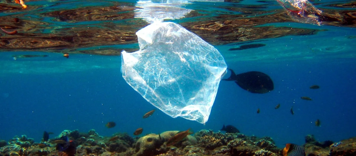 Peces nadan alrededor de una bolsa de plástico en el mar