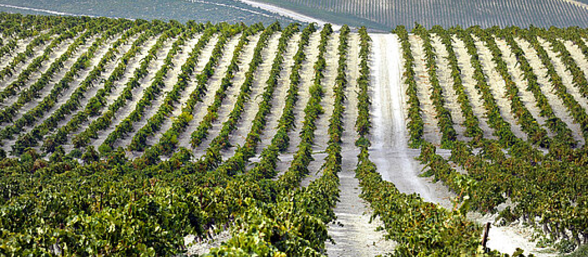 A 8 de septiembre, más del 50% de las uvas recolectadas en el Marco de Jerez provienen de las bodegas de Jerez de la Frontera