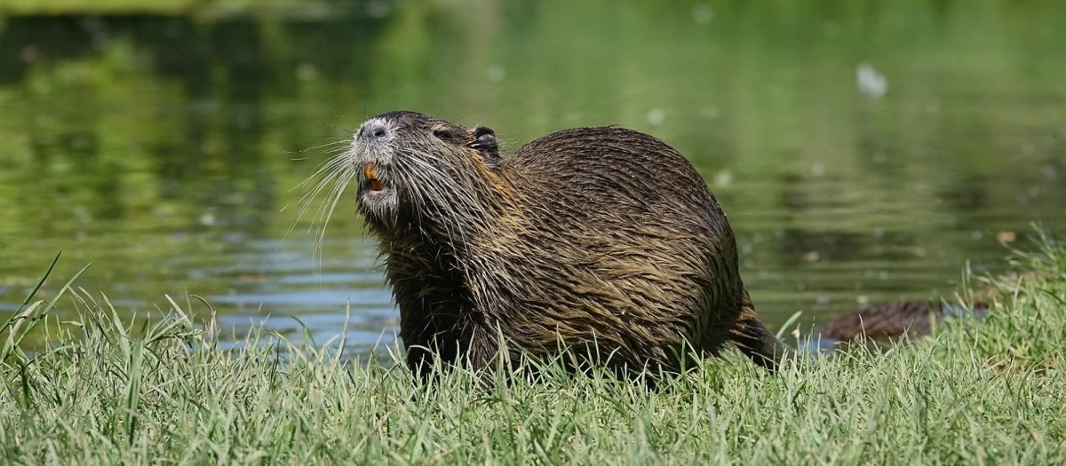 Imagen de un coipú en un río