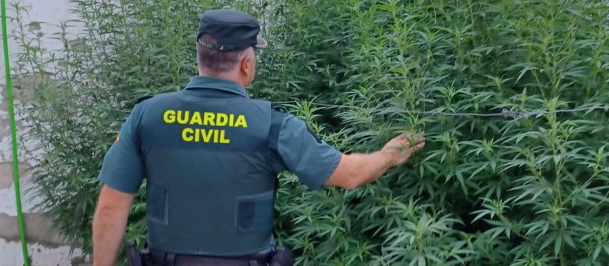 MARIHUANA PLANTACIÓN BAENA CORDOBA