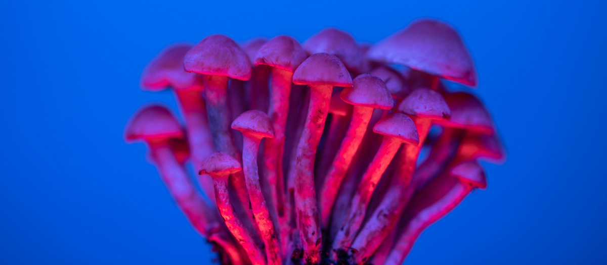 Hongos Psilocybin