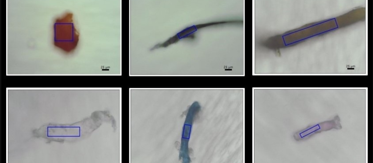 Muestras de microplásticos halladas en corales