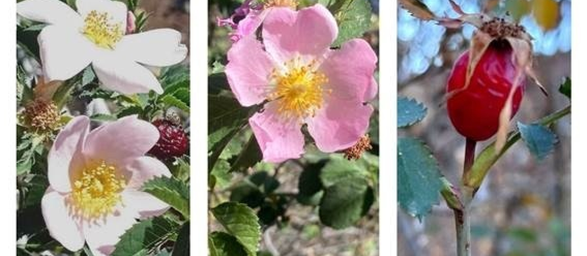 Las tres nuevas plantas