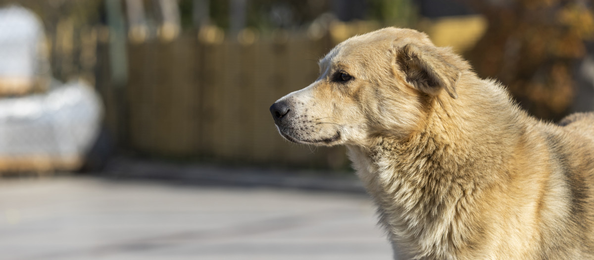 Imagen de archivo de un perro en la calle