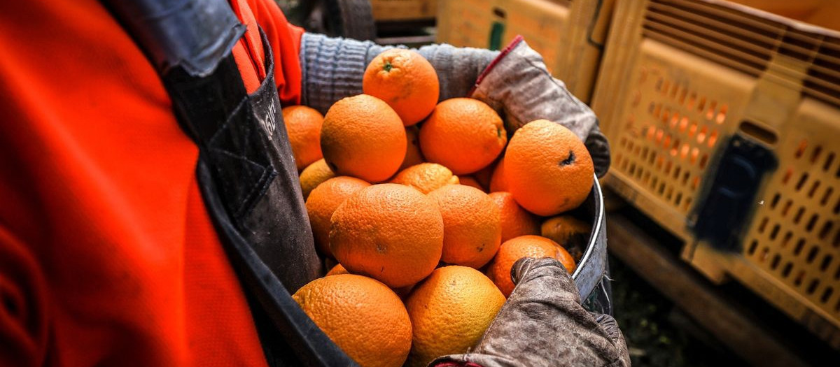 Un hombre sostiene varias naranjas