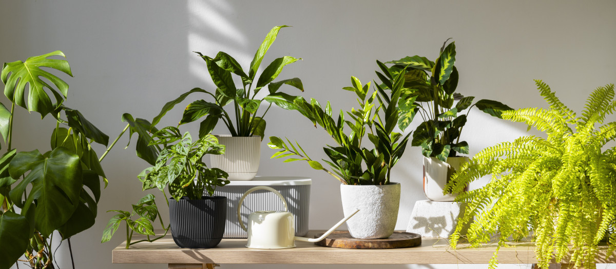 Plantas en el salón de una vivienda