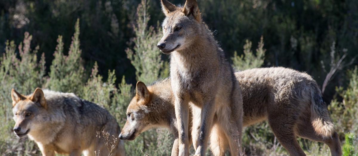 Varios lobos ibéricos en Robledo de Sanabria, en plena Sierra de la Culebra