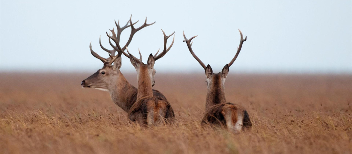 Ciervos en el Parque Nacional de Doñana