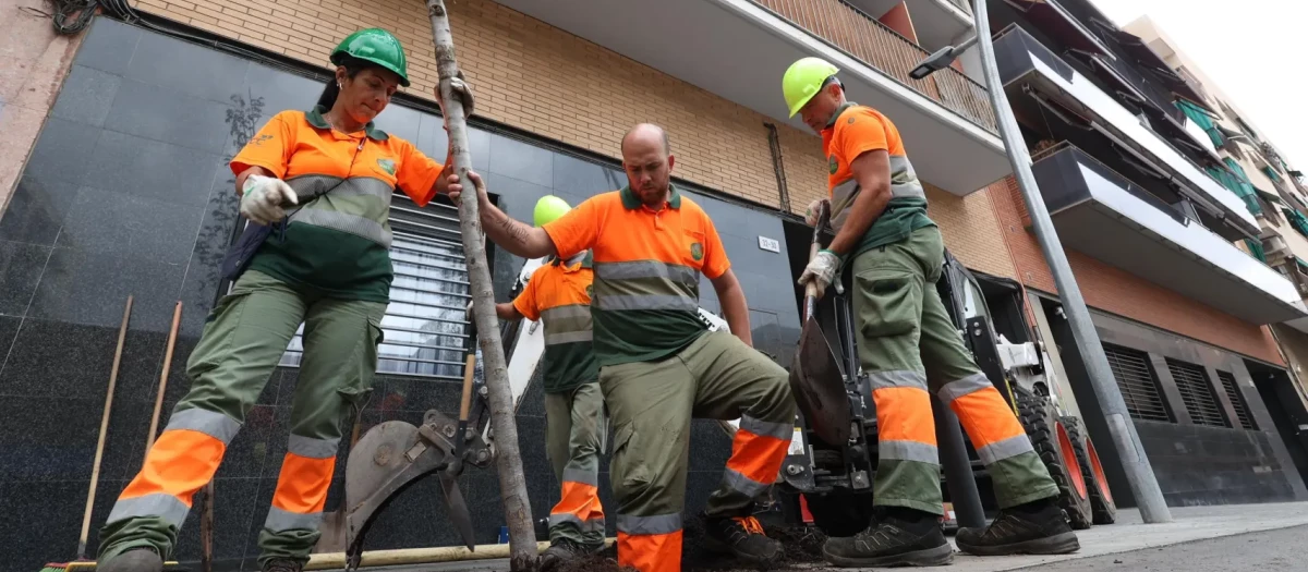 Operarios trasplantan un árbol en la calle Muntanya de L’Hospitalet