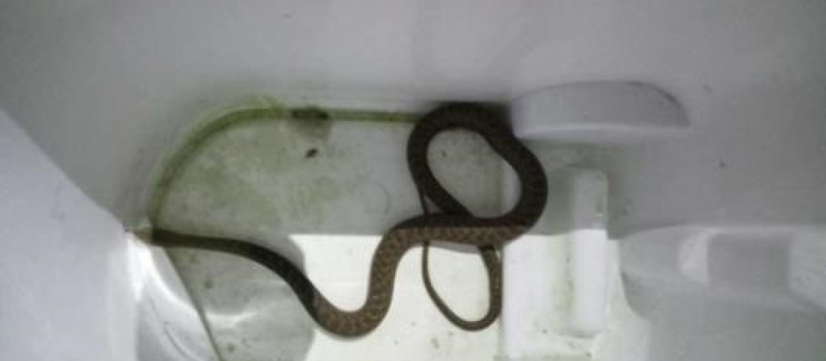 Serpiente encontrada en Vigo