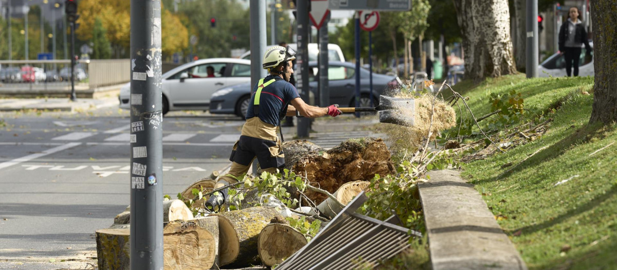 Un operario retira en Vitoria un tronco caído por el fuerte viento producido por la borrasca Kirk