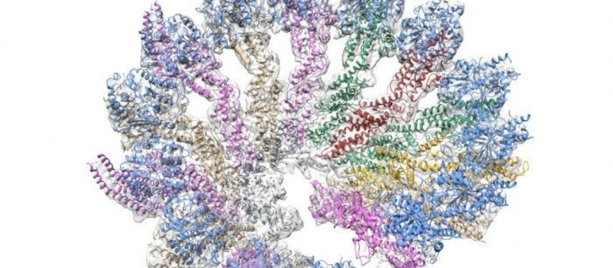 Estructura en 3D del anillo de γ-tubulina humano reconstituido -