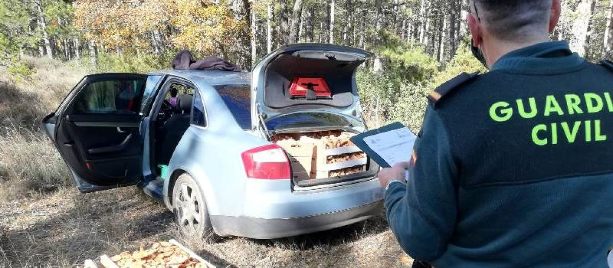 Un día de campo, setas y níscalos que puede salir realmente caro