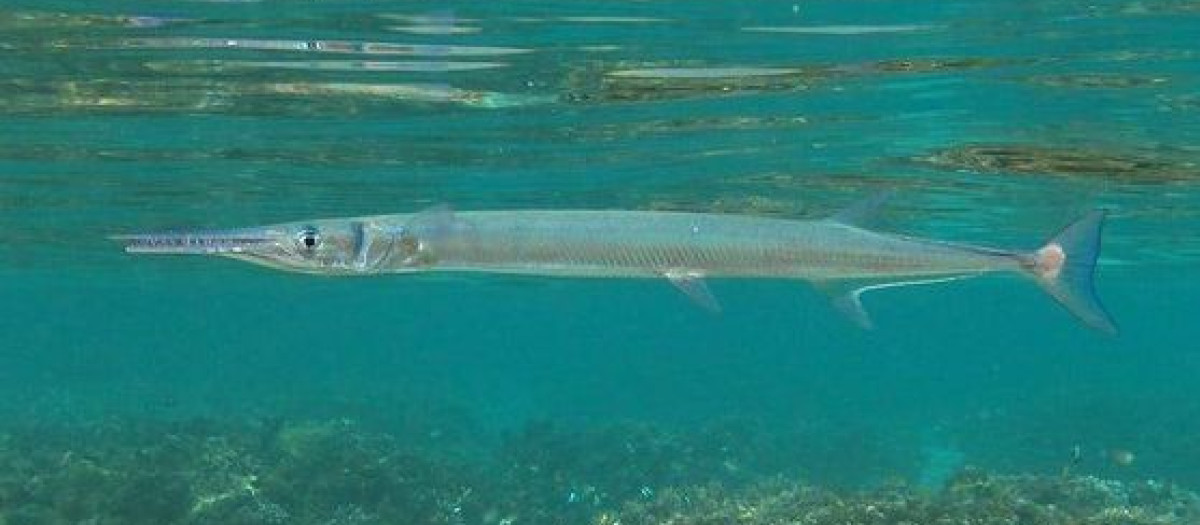 Imagen de un pez aguja en el mar