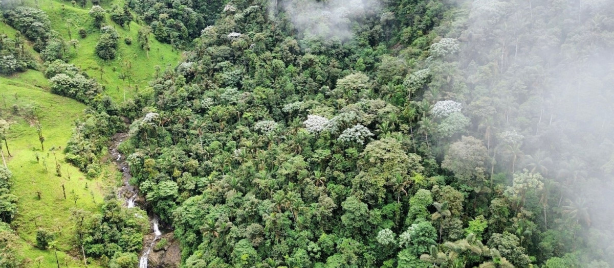 Imagen aérea de tierras de cultivo para ganado lechero junto a una zona de bosque sobreviviente