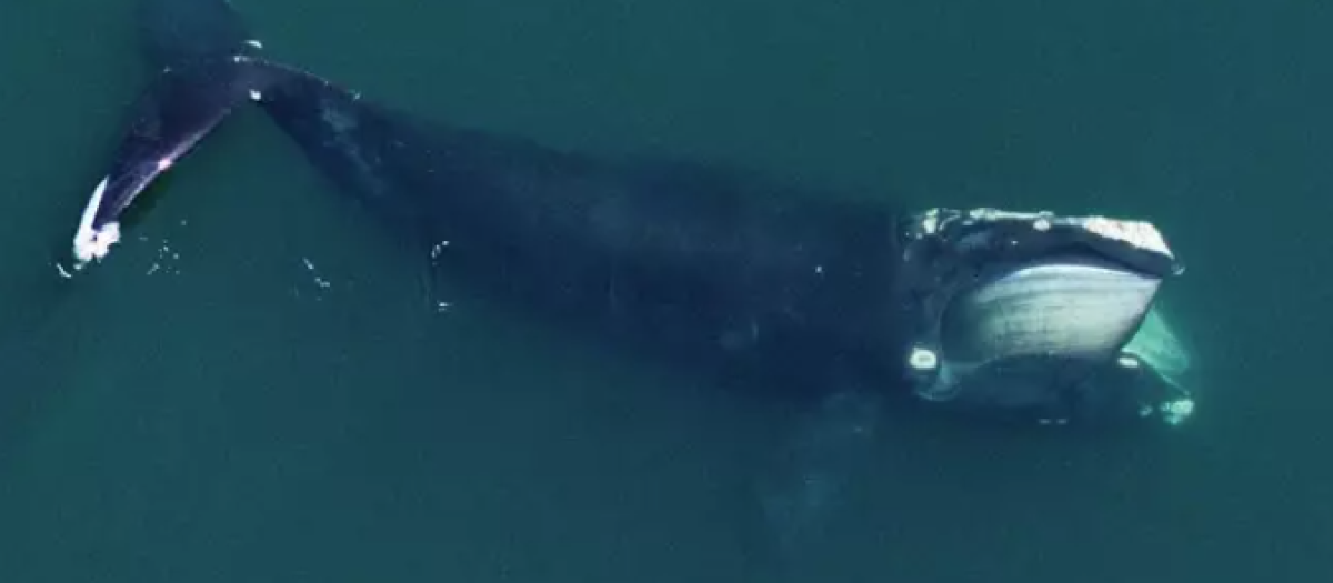 Una ballena franca del Atlántico norte alimentándose en Cape Cod Bay