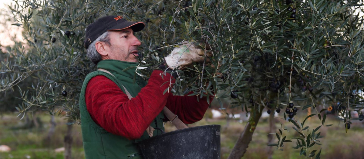 Una persona recolecta aceitunas en un olivar