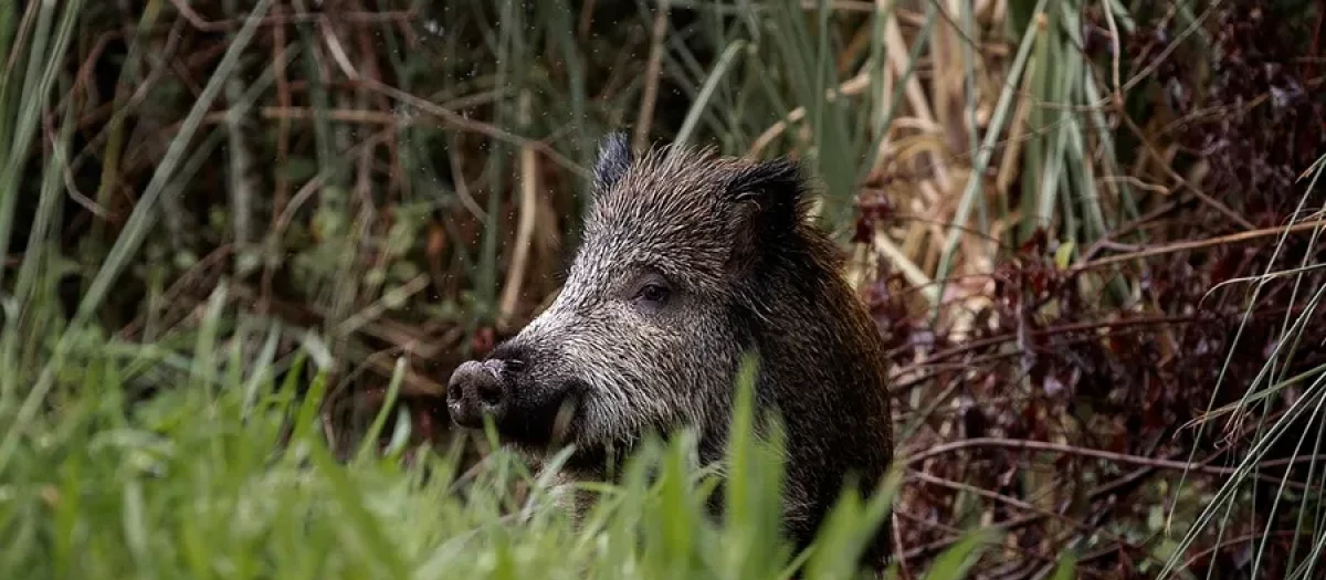 Un jabalí se alimenta al borde de una carretera