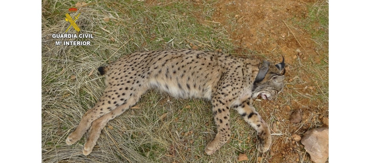 El lince ibérico 'Salteado' tras ser abatido por un cazador en Villamanrique

REMITIDA / HANDOUT por GUARDIA CIVIL
Fotografía remitida a medios de comunicación exclusivamente para ilustrar la noticia a la que hace referencia la imagen, y citando la procedencia de la imagen en la firma
29/10/2024