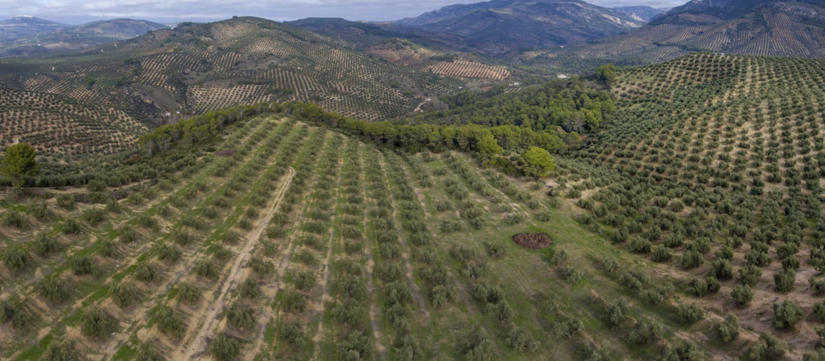 Vista aérea de un olivar en la provincia de Jaén