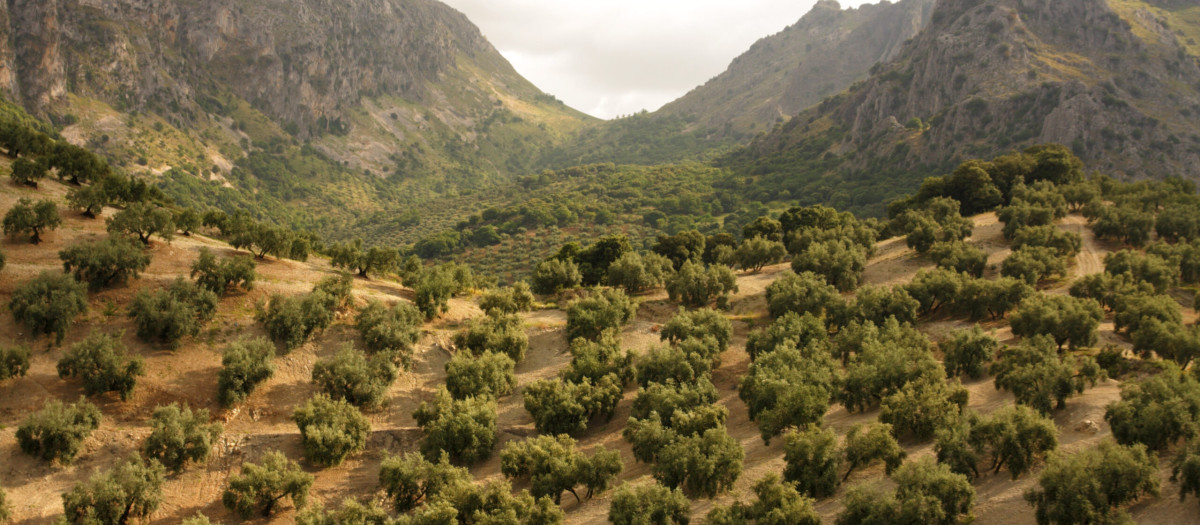 Vista de un olivar en la comarca de la Denominación de Priego de Córdoba